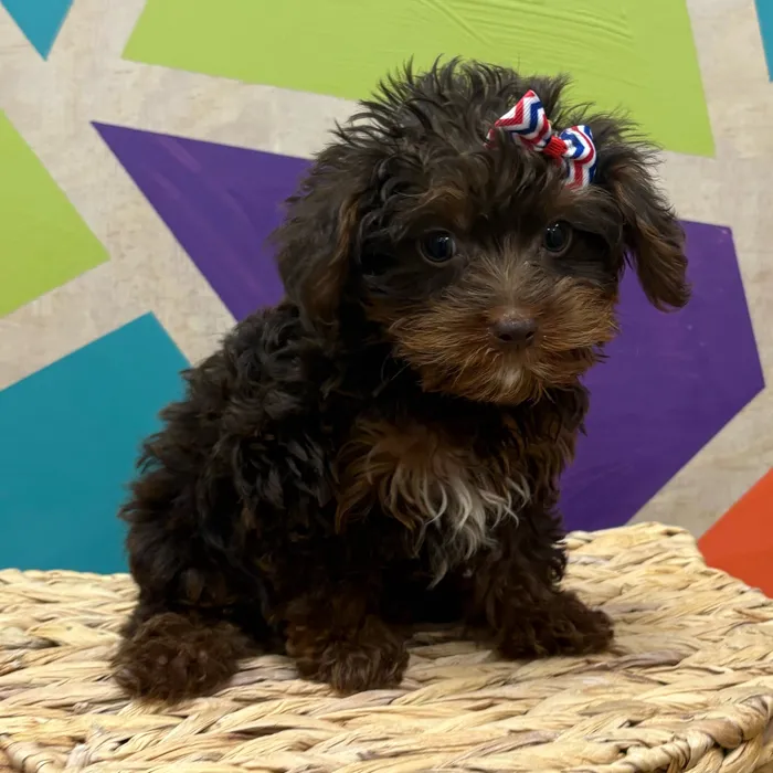 Male Toy Yorkie-Poo puppy named Chocolate Tony for sale at Petland Wichita West.