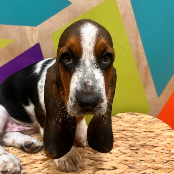 Female Basset Hound puppy named Hazel for sale at Petland Wichita West.