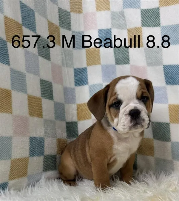 Male Mini Bulldog puppy for sale at Petland Rogers.