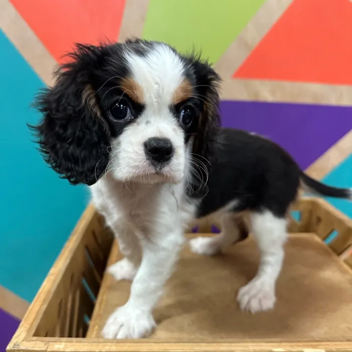 Female Cavalier King Charles Spaniel puppy named Marigold for sale at Petland Joplin.