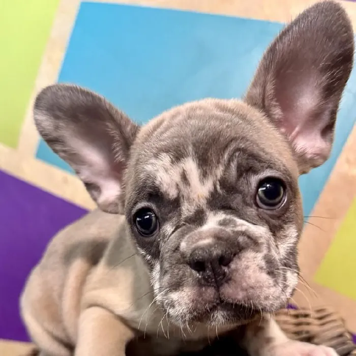 Male French Bulldog puppy named River for sale at Petland Rogers.