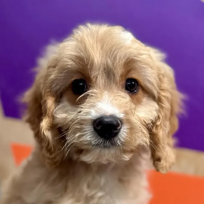 Male Cavapoo puppy named Cleveland for sale at Petland Rogers.