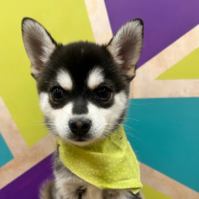 Male Alaskan Klee Kai puppy named Michael for sale at Petland Wichita West.