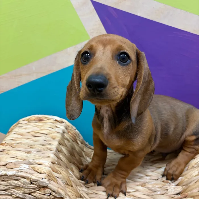 Male Dachshund puppy named Clay for sale at Petland Wichita West.