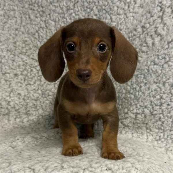Male Mini Dachshund puppy named Frank for sale at Petland Rogers.