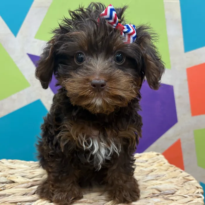 Male Toy Yorkie-Poo puppy named Chocolate Tony for sale at Petland Wichita West.