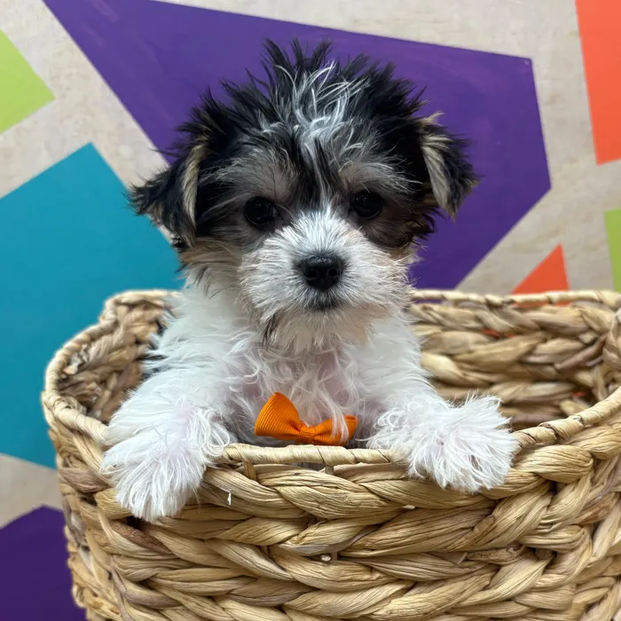Male Biewer Yorkshire Terrier puppy named Stanley for sale at Petland Wichita West.
