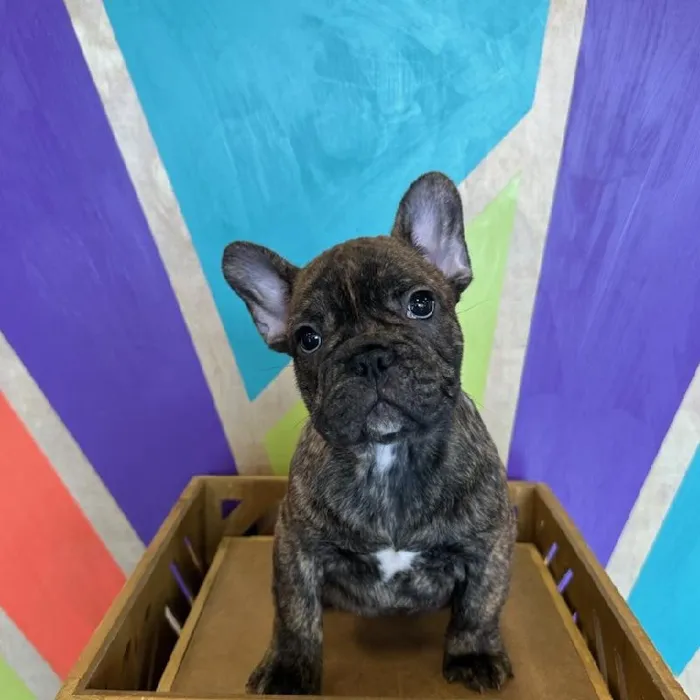 Male French Bulldog puppy named Chubbs for sale at Petland Fayetteville.