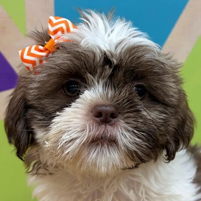 Female Shih Tzu puppy named Carly for sale at Petland Wichita West.