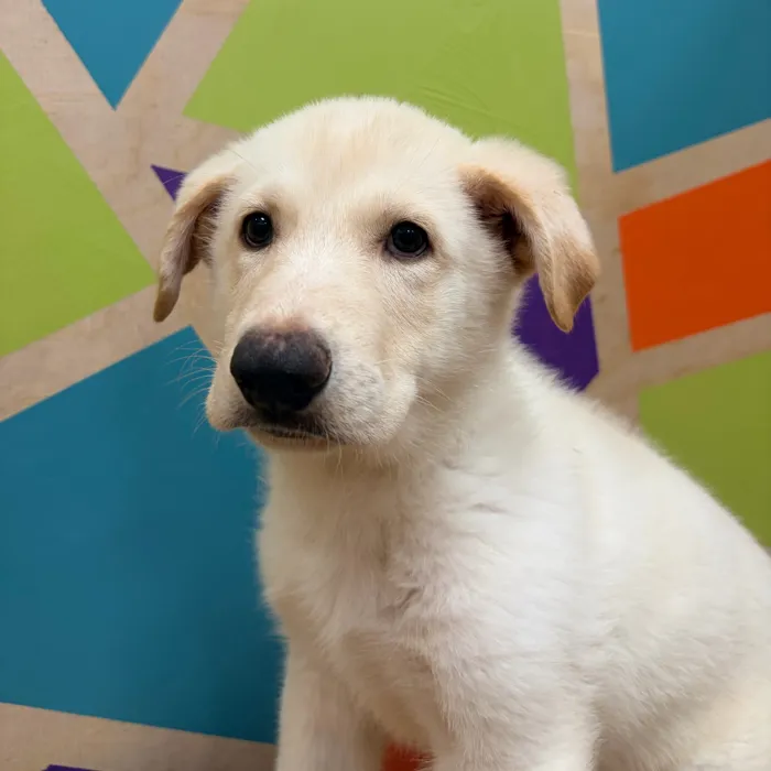 Male German Shepherd puppy named Barry for sale at Petland Wichita West.