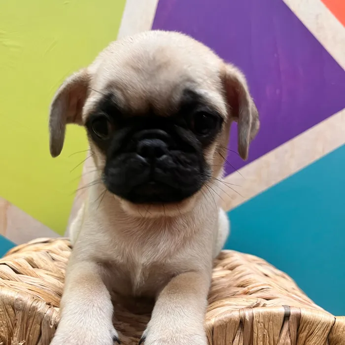 Female Pug puppy named Paisley for sale at Petland Wichita West.