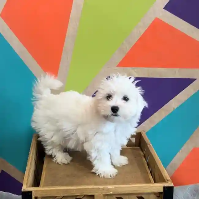 Male Maltichon puppy named Rain for sale at Petland Joplin.