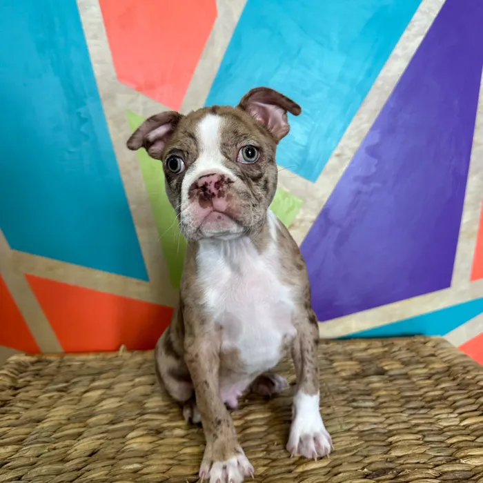 Female Boston Terrier puppy named Chex for sale at Petland Joplin.