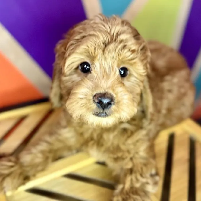 Female Mini Goldendoodle puppy named Liz for sale at Petland Fayetteville.