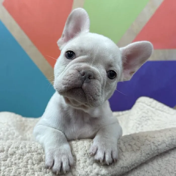 Female French Bulldog puppy named Yolanda for sale at Petland Joplin.