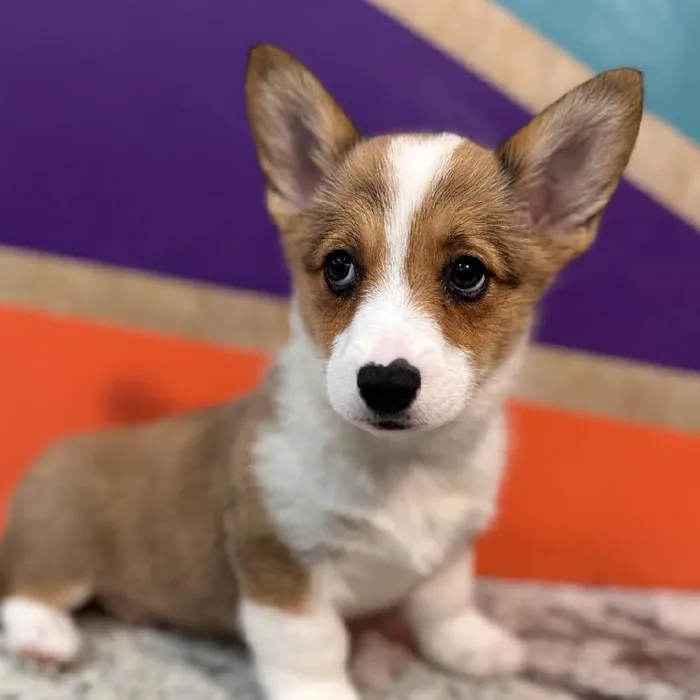 Female Pembroke Welsh Corgi puppy named Missy for sale at Petland Rogers.