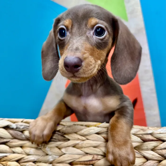 Male Mini Dachshund puppy named Frank for sale at Petland Rogers.