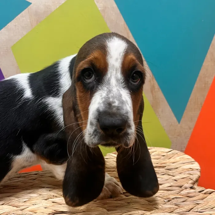 Female Basset Hound puppy named Hazel for sale at Petland Wichita West.