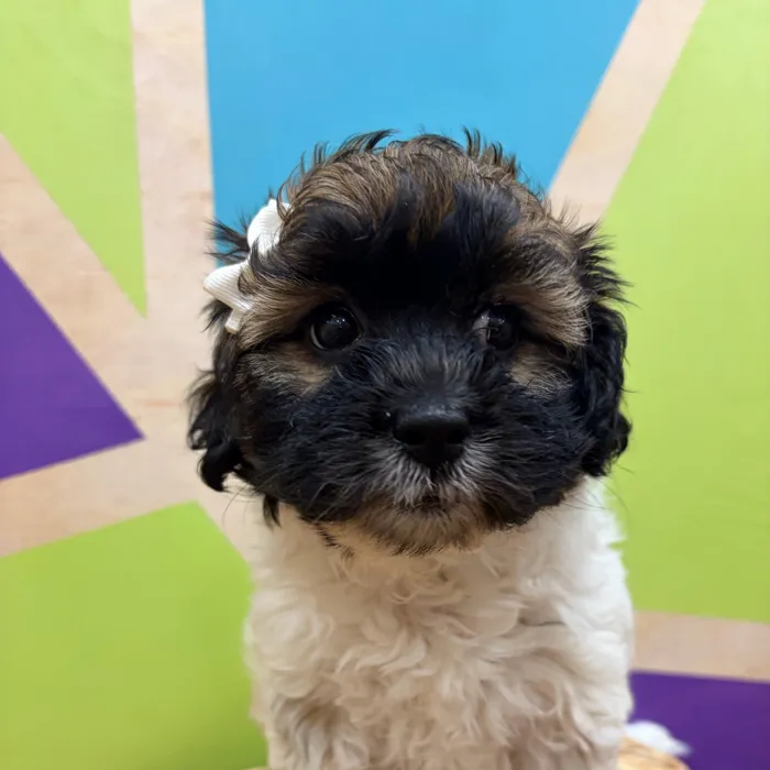 Female Daisy Dog puppy named Olene for sale at Petland Wichita West.