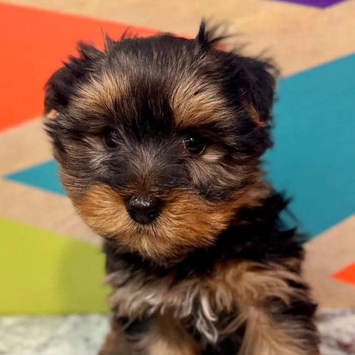 Male Yorkie puppy named Norris for sale at Petland Rogers.