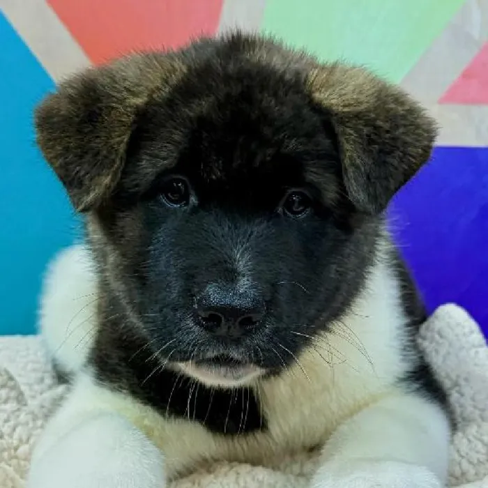 Male Akita puppy named Joaquin for sale at Petland Joplin.
