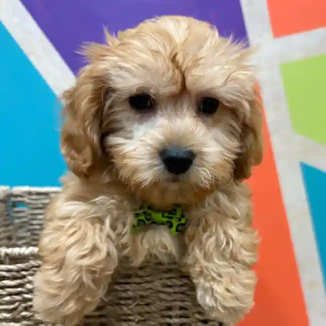 Male Cavapoo puppy named Tobias for sale at Petland Wichita West.