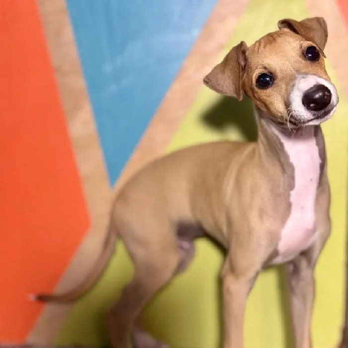 Male Italian Greyhound puppy named Gusano for sale at Petland Fayetteville.