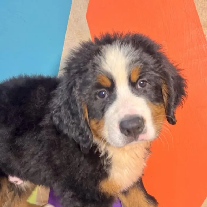 Male Bernese Mountain Dog puppy named Ozark for sale at Petland Rogers.