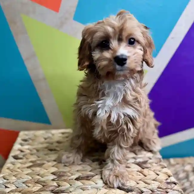 Male Cavapoo puppy named Fred for sale at Petland Rogers.