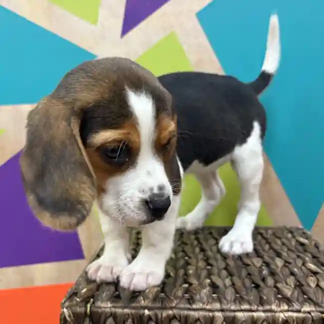 Female Beagle puppy named Phoebe for sale at Petland Wichita West.