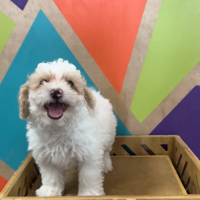 Male Poodle Toy puppy named Pop for sale at Petland Rogers.