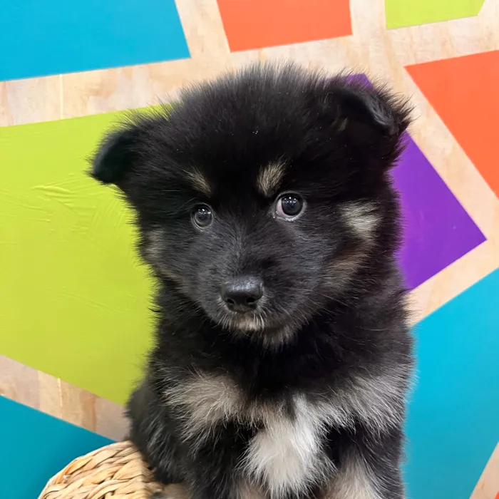 Male Pomsky puppy named Parker for sale at Petland Fayetteville.