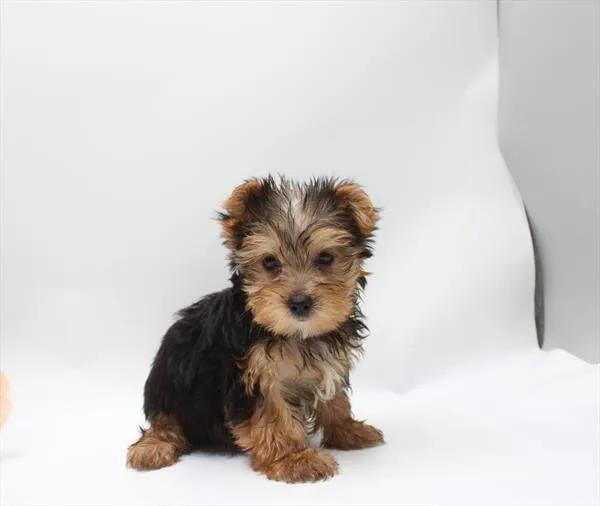 Male Yorkie puppy named Cedar for sale at Petland Wichita West.