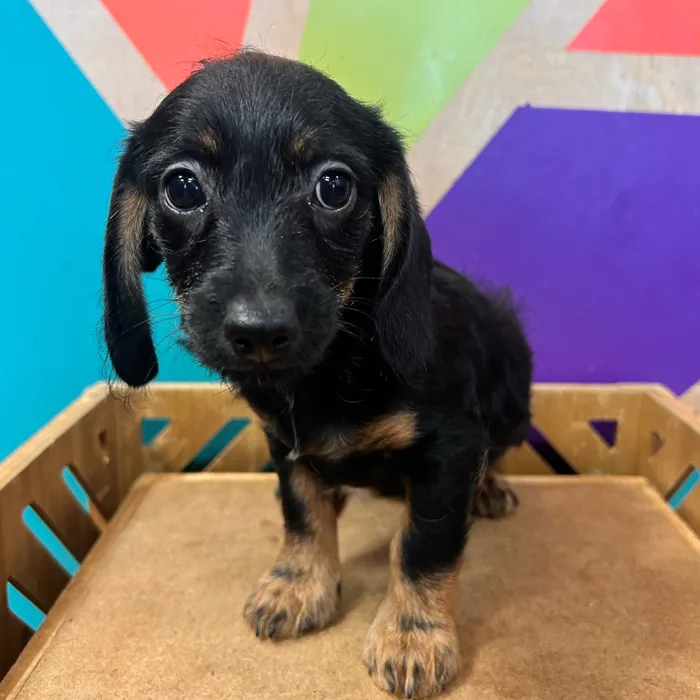 Male Doxie-Poo puppy named Doc for sale at Petland Rogers.