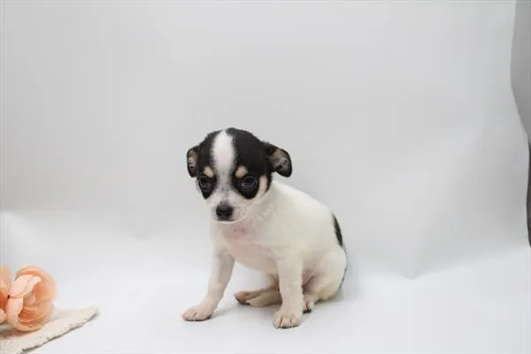 Male Chihuahua puppy named Casper for sale at Petland Wichita West.