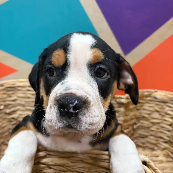 Female Mini Bulldog puppy named Lottie for sale at Petland Wichita West.