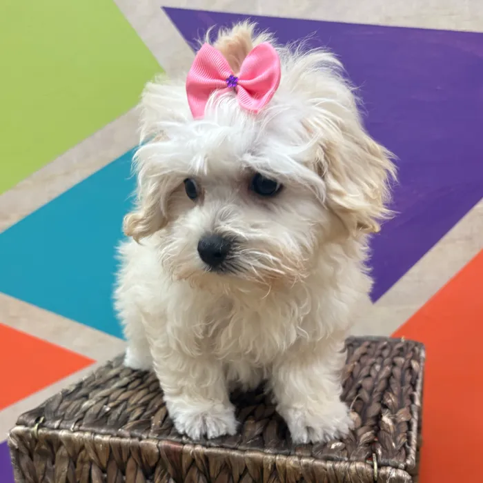 Female Maltipoo puppy named Marsha for sale at Petland Wichita West.