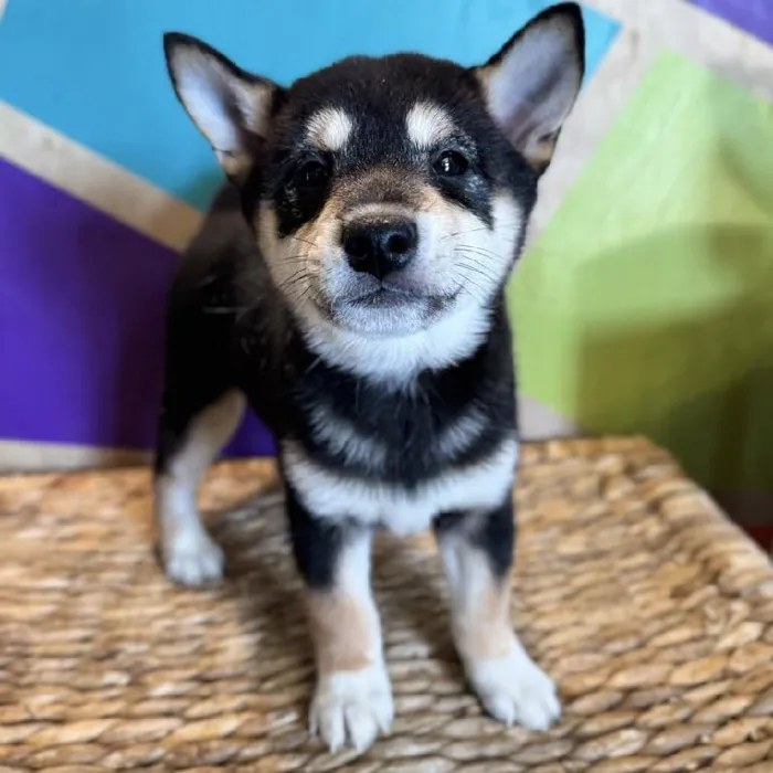 Male Shiba Inu puppy named Stone for sale at Petland Fayetteville.