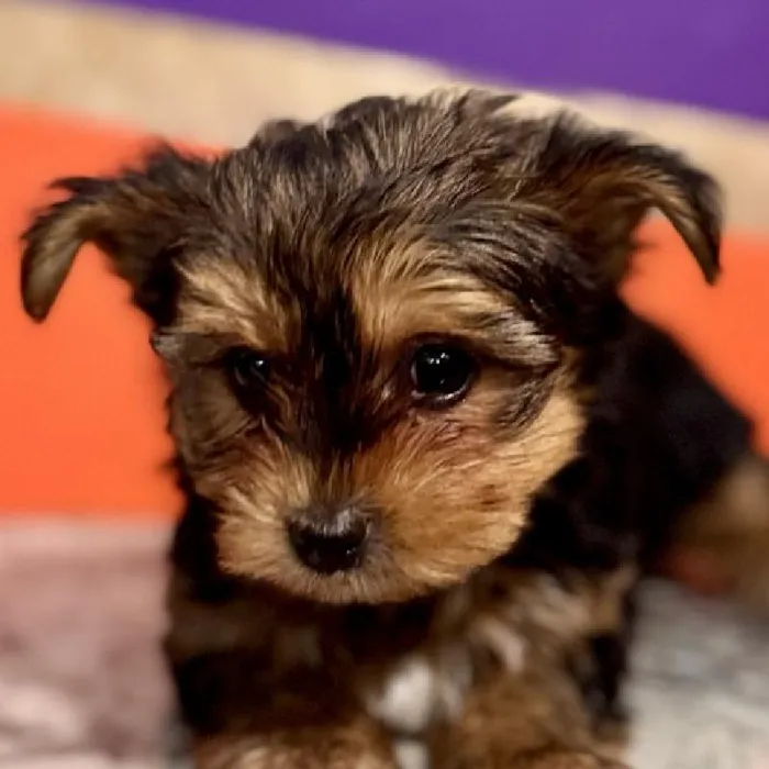 Male Yochon puppy named Ross for sale at Petland Joplin.