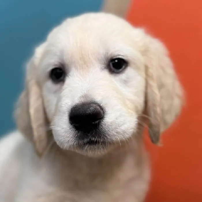 Male Golden Retriever puppy named Greg for sale at Petland Rogers.