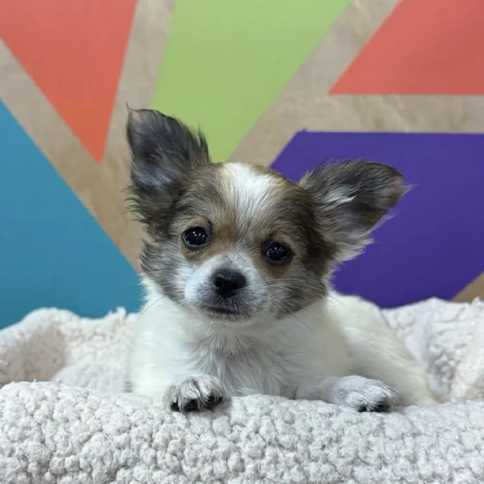 Male Chihuahua puppy named Nugget for sale at Petland Rogers.
