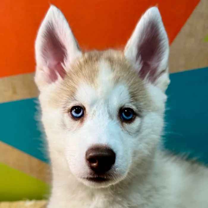 Female Siberian Husky puppy named Azul for sale at Petland Rogers.