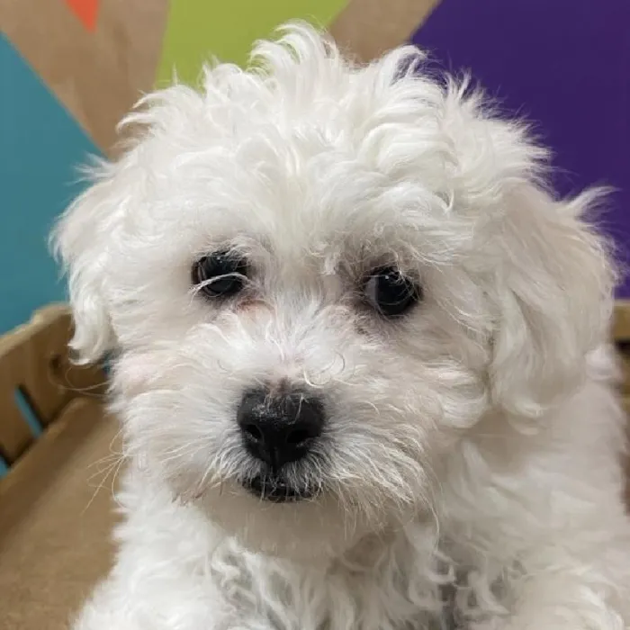 Male Bichon puppy named Echo for sale at Petland Joplin.
