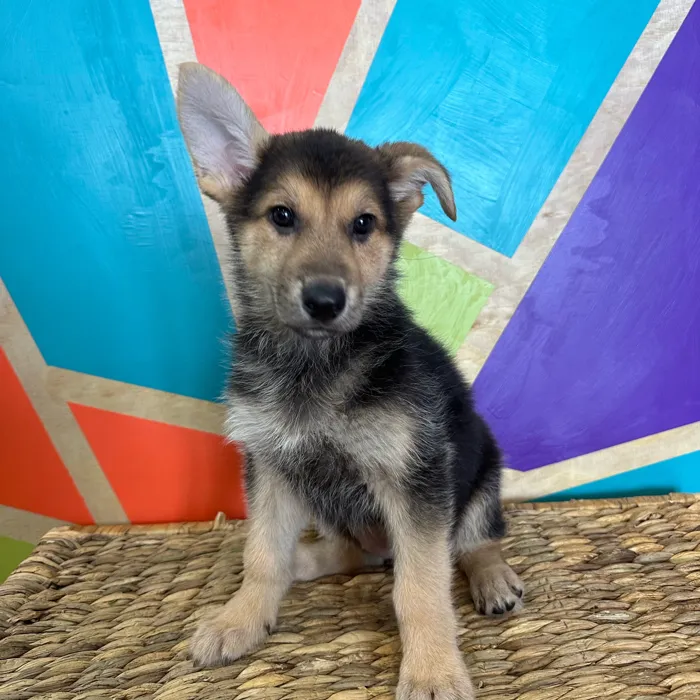 Female German Shepherd puppy named Daisy for sale at Petland Rogers.