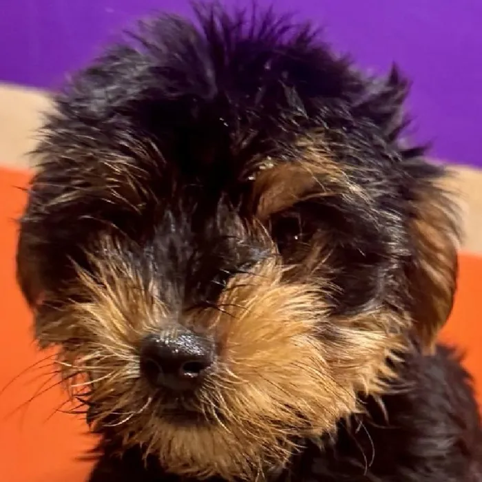 Male Yorkie puppy named Frank for sale at Petland Fayetteville.