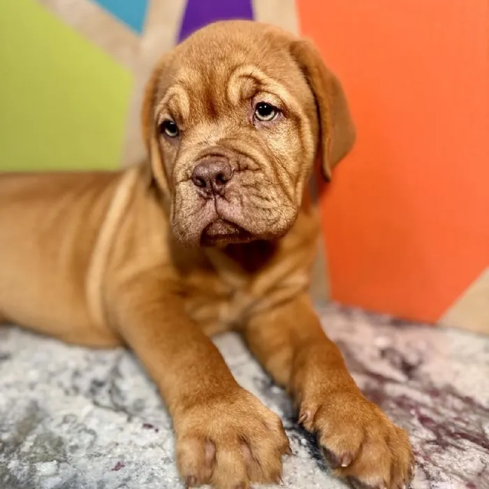 Female Dogue De Bordeaux puppy named Annie for sale at Petland Rogers.