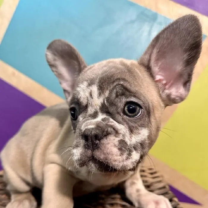 Male French Bulldog puppy named River for sale at Petland Rogers.