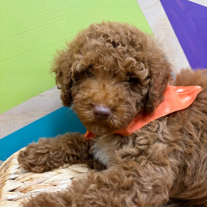 Male Mini Poodle puppy named Griffin for sale at Petland Wichita West.