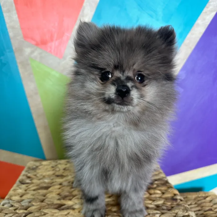 Male Pomeranian puppy named Shadow for sale at Petland Rogers.