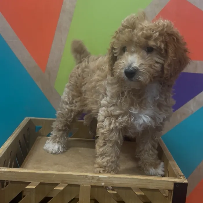 Male Bichonpoo puppy named Alf for sale at Petland Fayetteville.